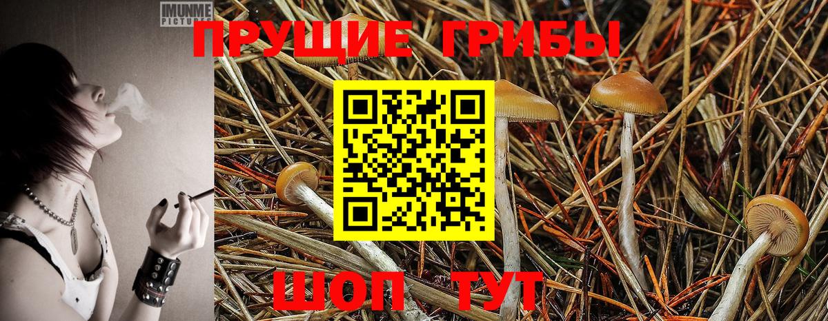 Псилоцибиновые грибы GOLDEN TEACHER  Вход с VPN  Кохма 